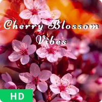 Cherry Blossom Wallpaper